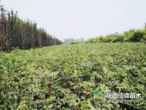 陜西花椒苗基地