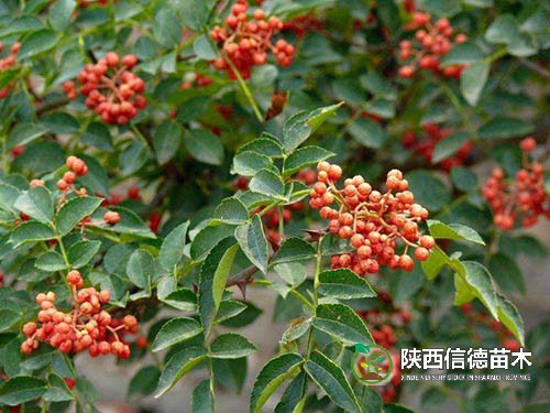 大紅袍椒